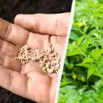 Mikor kell ültetni a paradicsomot áprilisban: dátumok a 2026-os holdnaptár