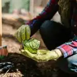 Mit kell ültetni áprilisban a szabadföldön, az üvegházban és a