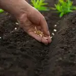 Mit ültessünk áprilisban: az 5 legkeményebb zöldség a változékony éghajlatra Mit ültessünk áprilisban: az 5 legkeményebb zöldség a változékony éghajlatra