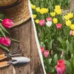 Most kell megtenni, különben a tulipánok nem fognak virágozni: hogyan és mivel kell táplálni őket. Most kell megtenni, különben a tulipánok nem fognak virágozni: hogyan