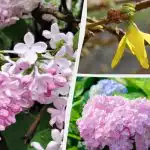 Nem virágozhat: a kertészek 12 olyan növényt neveztek meg, amelyet